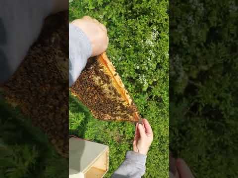 Bees in Nuc Beehive - Image 2