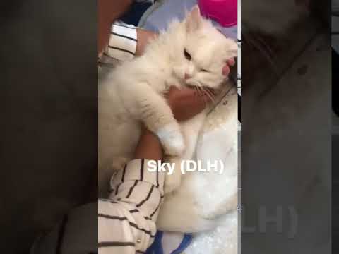 SKY - British Shorthair and Persian Mix Cat available for adoption SPCR