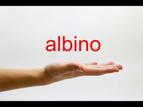 How to Pronounce albino - American English