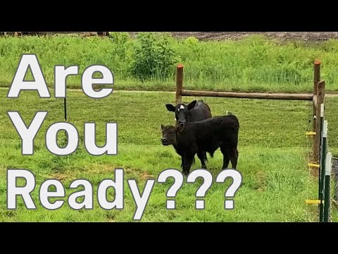 Watch THIS Before Buying Cattle - Preparing For Cows on Your Homestead
