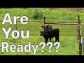 Watch THIS Before Buying Cattle Preparing For Cows On Your Homestead