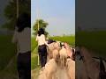 Amanraj Gill Song Chora Gaam Aala Viral Shorts