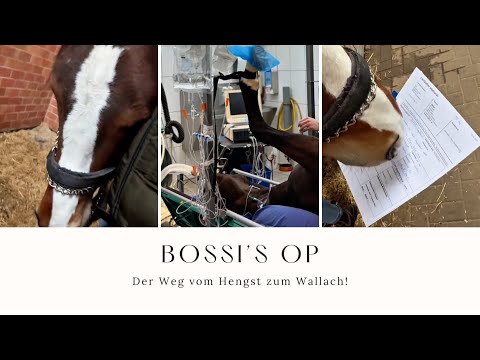 Bossi OP in der Pferdeklinik am Kottenforst in Bonn (Wie läuft eine OP ab Warnung sensible Bilder )