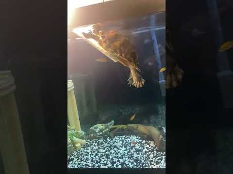 125 gallon Aqueon Turtle Aquarium, diy basking area…