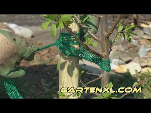 Obstbaum anbinden / Obstbaum festbinden