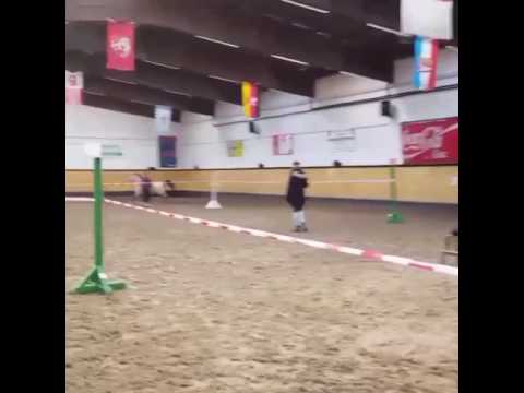 Lady lane von Grenzhoehes FS Diors Daikiri ×Van Gogh ×Magnum