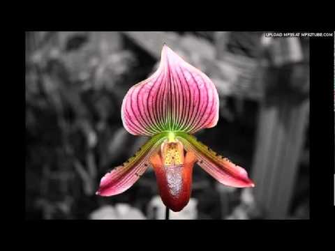Orchid-Horreur_sympathique
