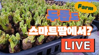 시설에서 키우는 봄이온 두릅