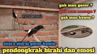 Download lagu murai kamu pasti ikutan naik birahinya putarkan suara ini ❗ mp3 Download lagu murai kamu pasti ikutan naik birahinya putarkan suara ini ❗ mp3