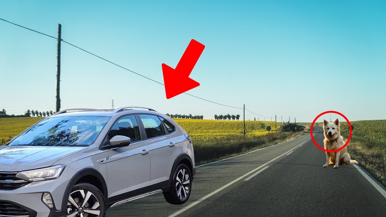 A DOG was abandoned FOR 5 YEARS, and WHAT HAPPENED NEXT WILL MAKE YOU CRY NONSTOP