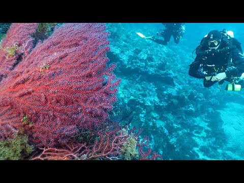 Video Thumbnail: Welche langfristigen Auswirkungen haben marine Hitzewellen?