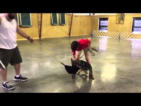 Red Sable German Shepherd "Kaylin" Early Protection Training Dog For Sale