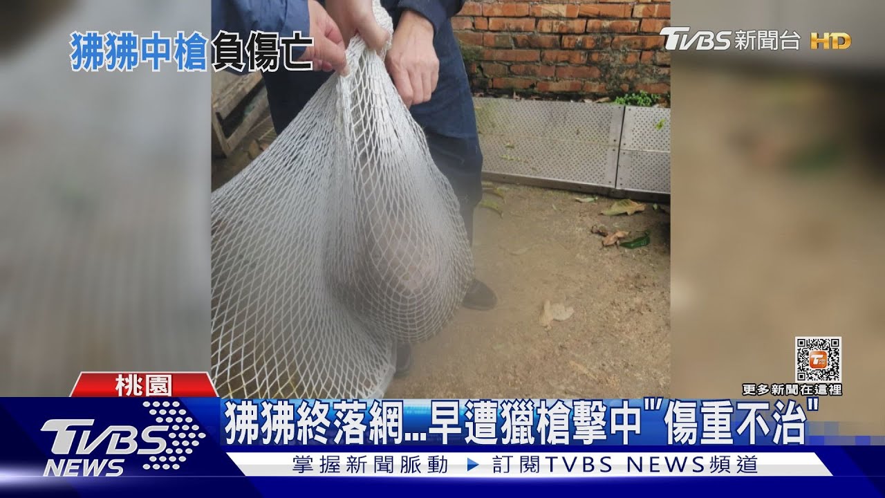 狒狒落網了!麻醉槍一發擊中 結束18天旅程