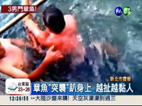 章魚"勾勾纏"! 驚險搏鬥10多分鐘