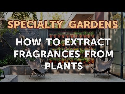 How to Extract Fragrances From Plants