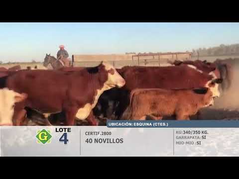 Lote 40 Novillos en Esquina (Ctes)