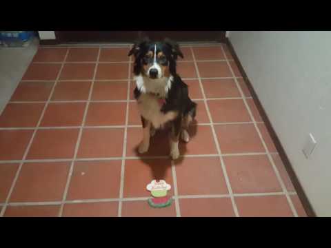 HAPPY BIRTHDAY INUKI