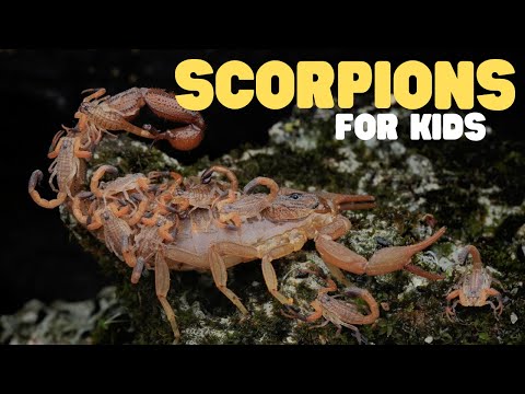Scorpions for Kids | Learn all about these unique arachnids
