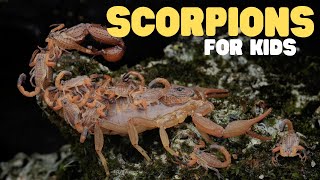 Scorpions for Kids | Learn all about these unique arachnids