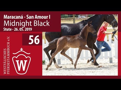 56 Midnight Black Stute v. Maracaná - San Amour I
