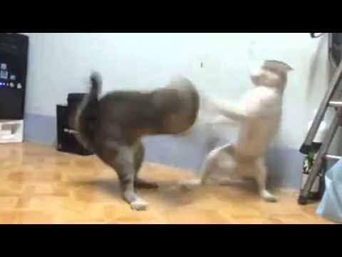 Bruce Lee Cats! Biggest cat fight ever! lmao