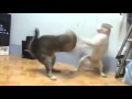 Bruce Lee Cats Biggest Cat Fight Ever Lmao