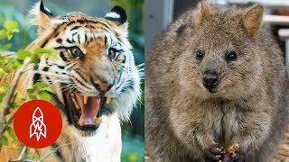 Four Stories About Saving Endangered Species