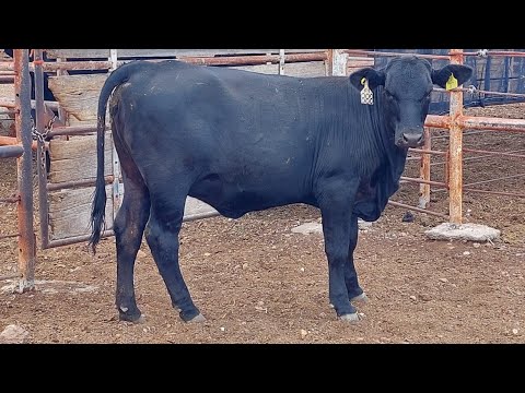 ¡¡A LA VENTA HEMBRAS BRANGUS RANCHO LAS BRUJAS!!