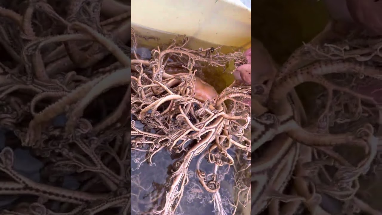 テヅルモヅルじっくりみたら…😱😱