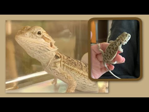 first 2 weeks with a bearded dragon