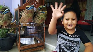 Download lagu MELOLOH ANAKAN SEMPUR HUJAN RIMBA Bareng Nathan mp3 Download lagu MELOLOH ANAKAN SEMPUR HUJAN RIMBA Bareng Nathan mp3