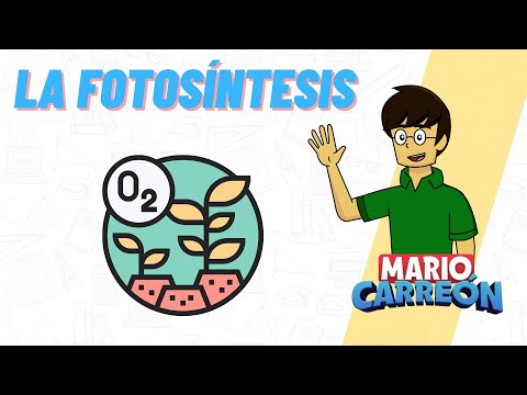 La Fotosíntesis 🌼