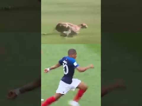Mbappe Running speed !! Cheetah vs mabappe #viralshorts #mbappe