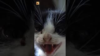 Angry Cat Sounds (Closeup Video Of A Small Black And White Kitten)