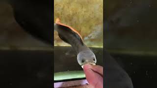 Download lagu cana limbata super mangap mangap/spek kontes #shortvideo #canalimbata mp3