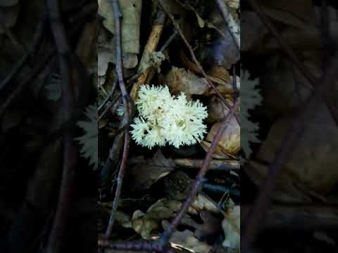Korallen pilz 🍄 im hexen Ring gewachsen die erste in diesem Jahr 2021 Hallo September