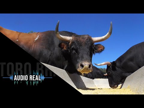 El Toro Bravo comiendo Dejamos la cámara en el comedero  Ganadería de Toros Bravos Antonio Palla