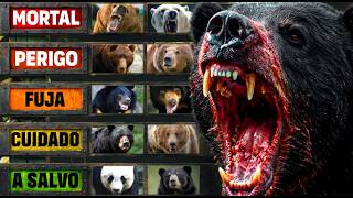 Assim SOBREVIVE ao URSO MAIS LETAL do planeta