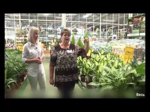 Что интересно женщине. Выпуск 8. Цветущие комнатные растения