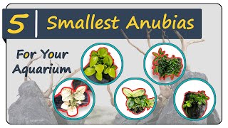 Download lagu 5 Smallest & Rare Anubias mp3