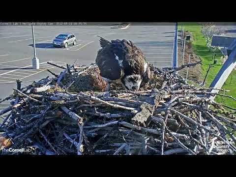Iris Lays First Egg of 2022 at Hellgate Canyon, May 3, 2022 | Cornell Lab | Montana Osprey Project