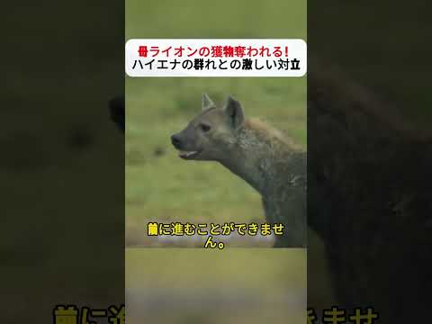 母ライオンの獲物奪われる！ハイエナの群れとの激しい対立 #母ライオン #ハイエナ #獲物 #自然 #生存
