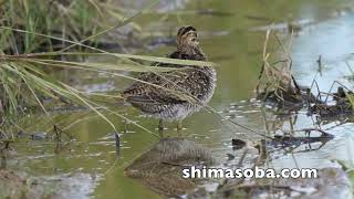ハリオシギ、チュウジシギほか(動画あり)