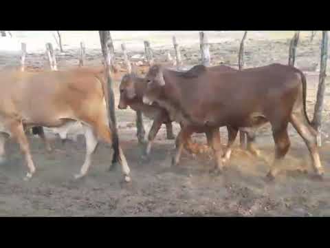 ➡️ *PROMOÇÃO 10 Garrotes da Raça Sindi: 2.000 reais cada em Patos/ PB* ZAP 84 99810 2784