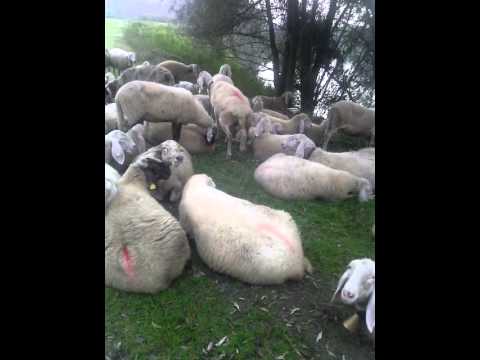 Il riposo delle pecore