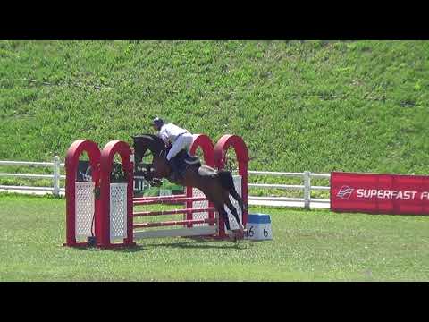 2012 gelding by cellestial