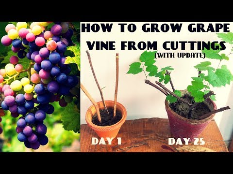, title : 'How To Grow Grape Vine From Cuttings At Home (FAST N EASY)'
