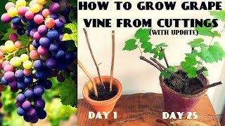 How To Grow Grape Vine From Cuttings At Home (FAST N EASY)