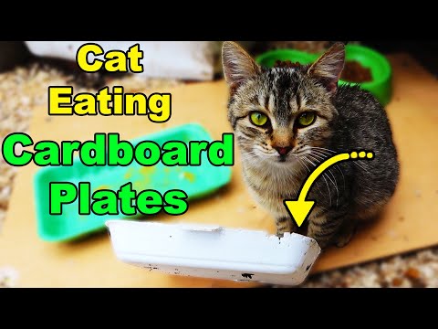 Stray cat eats cardboard plate and asks for food from me (Lucky Paws)