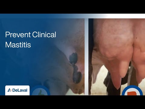 How to Identify Clinical Mastitis | Prevent Clinical Mastitis | DeLaval